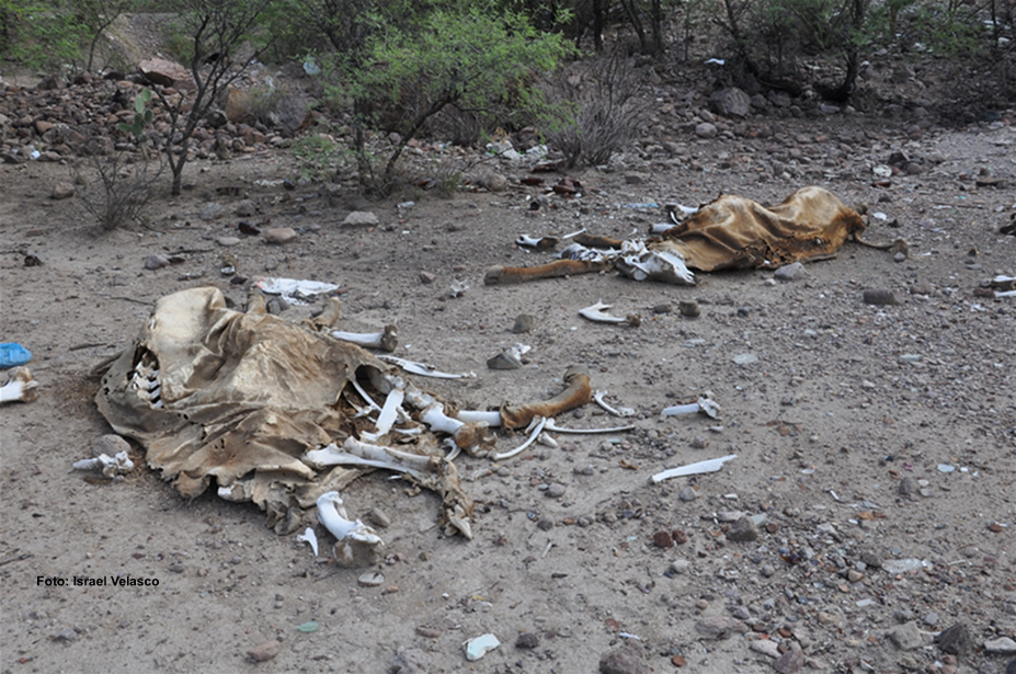 Muerte de ganado, un paisaje común en Durango, 2012